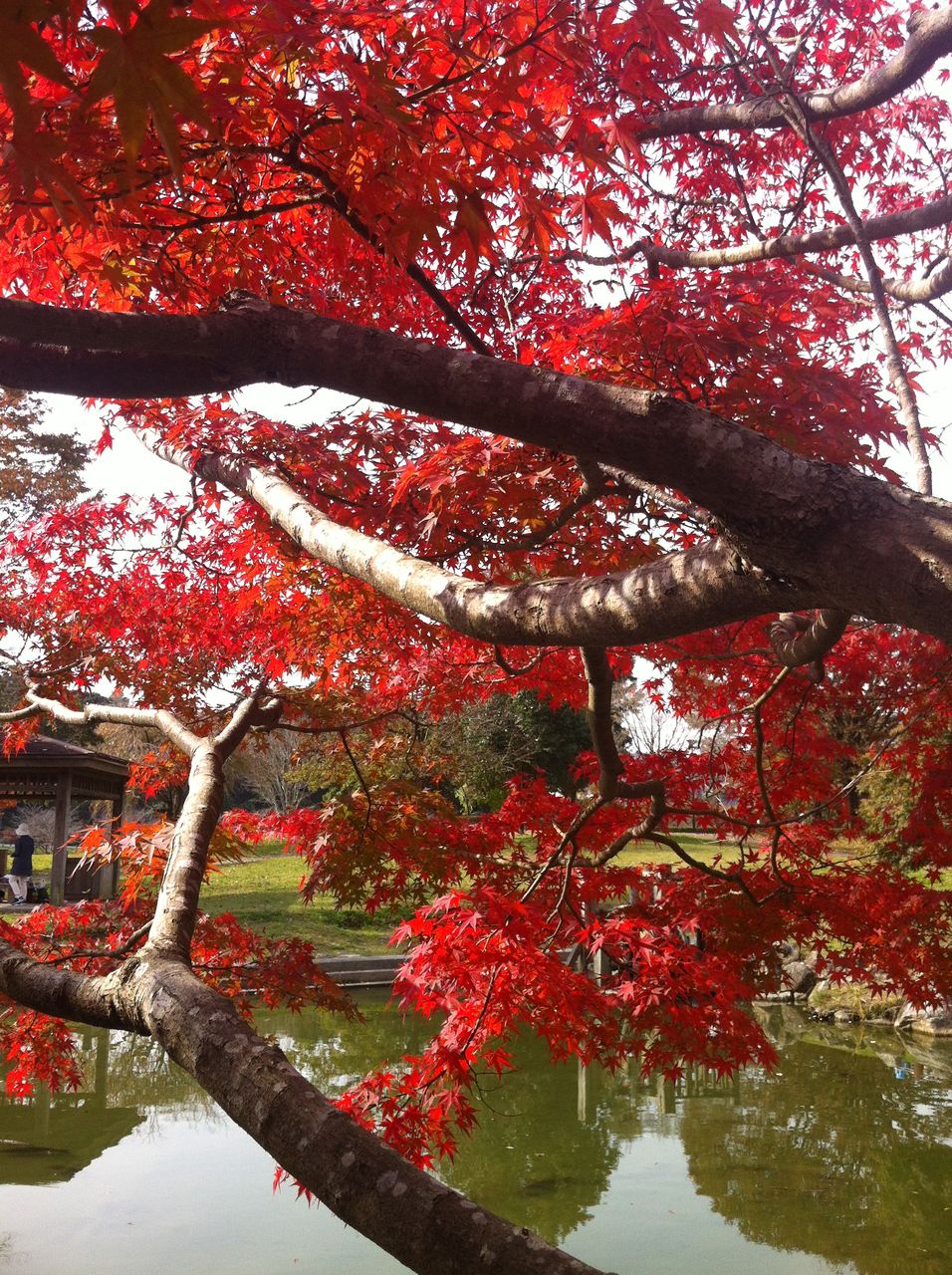 16九州の紅葉その4 ごうの旅伝説 地元レポート忘れずに 16九州の紅葉その4 ごうの旅伝説 地元レポート忘れずに