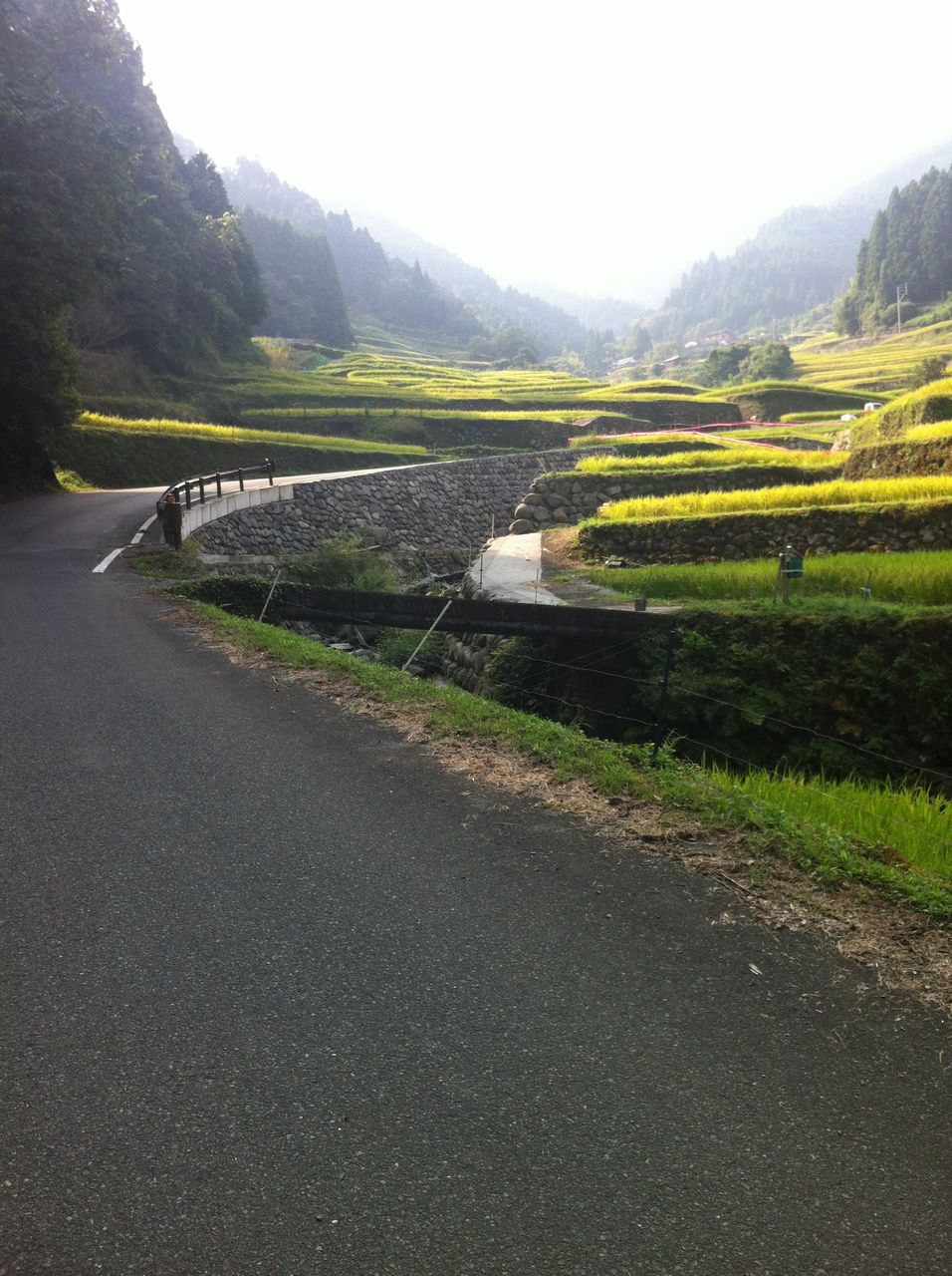 棚田と彼岸花 つづら 江里山 ごうの旅伝説 地元レポート忘れずに 棚田と彼岸花 つづら 江里山 ごうの旅伝説 地元レポート忘れずに