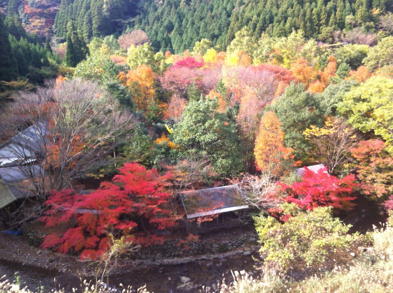 16九州の紅葉その4 ごうの旅伝説 地元レポート忘れずに 16九州の紅葉その4 ごうの旅伝説 地元レポート忘れずに