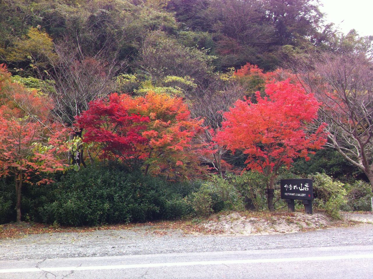 九州北部紅葉チェック 秋月 江川ダム 東峰村 ごうの旅伝説 地元レポート忘れずに 九州北部紅葉チェック 秋月 江川ダム 東峰村 ごうの旅伝説 地元レポート忘れずに