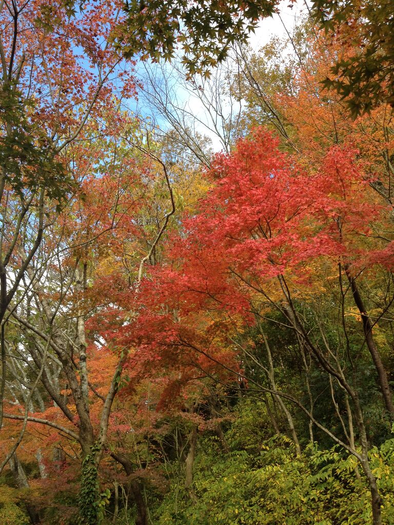 19九州紅葉情報その1 ごうの旅伝説 地元レポート忘れずに 19九州紅葉情報その1 ごうの旅伝説 地元レポート忘れずに