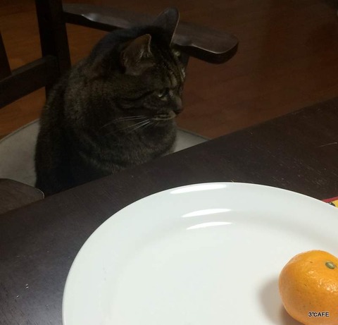 ぜったい見ない