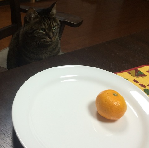 猫とみかん