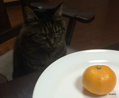 みかんなんて！！