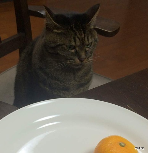 視線をそらす猫