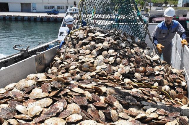 中国禁輸の影響で北海道ホタテ業界が危機、在庫過剰で出荷がストップ