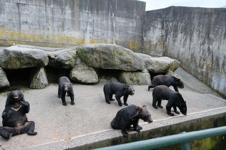 奥飛騨クマ牧場 二ホンツキノワグマがいっぱいいる奥飛騨のテーマパーク デリシオーソブログ 奥飛騨クマ牧場 二ホンツキノワグマがいっぱいいる奥飛騨のテーマパーク デリシオーソブログ
