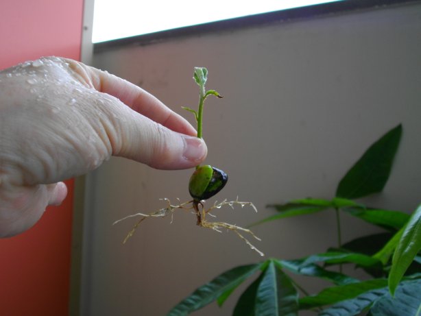 ビワ 発芽 旨いが一番