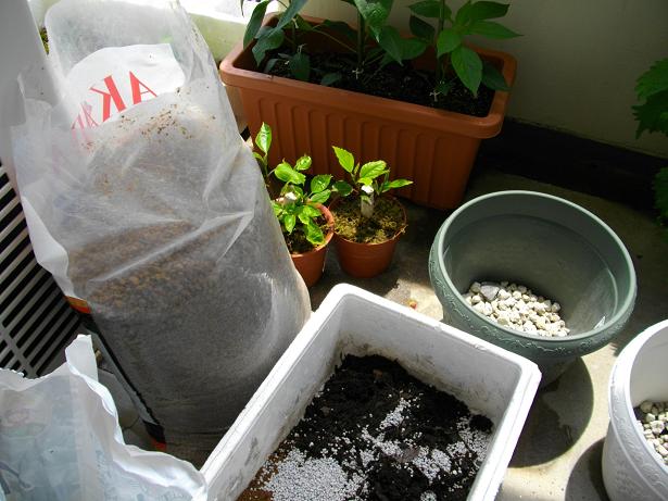 ハイビスカス 植え替え 旨いが一番
