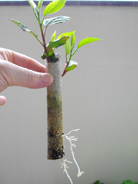 ハイビスカス 植え替え 旨いが一番