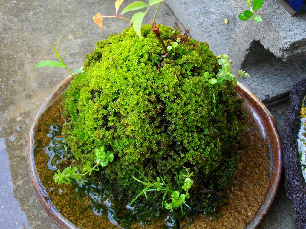 スナゴケ 旨いが一番