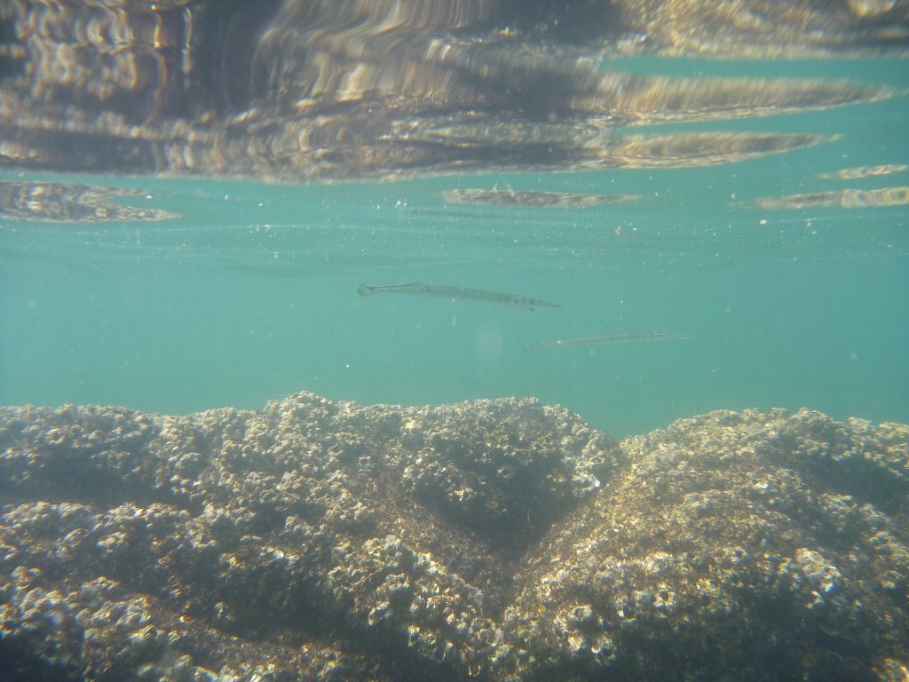 沼島海水浴場その1 好きなものは美味しいもの