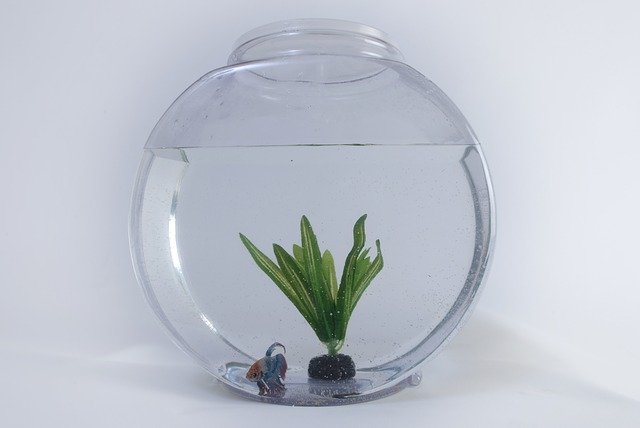 たまに水だけ入ってる水槽部屋に置いてるやつおるよな なんjネタ速報