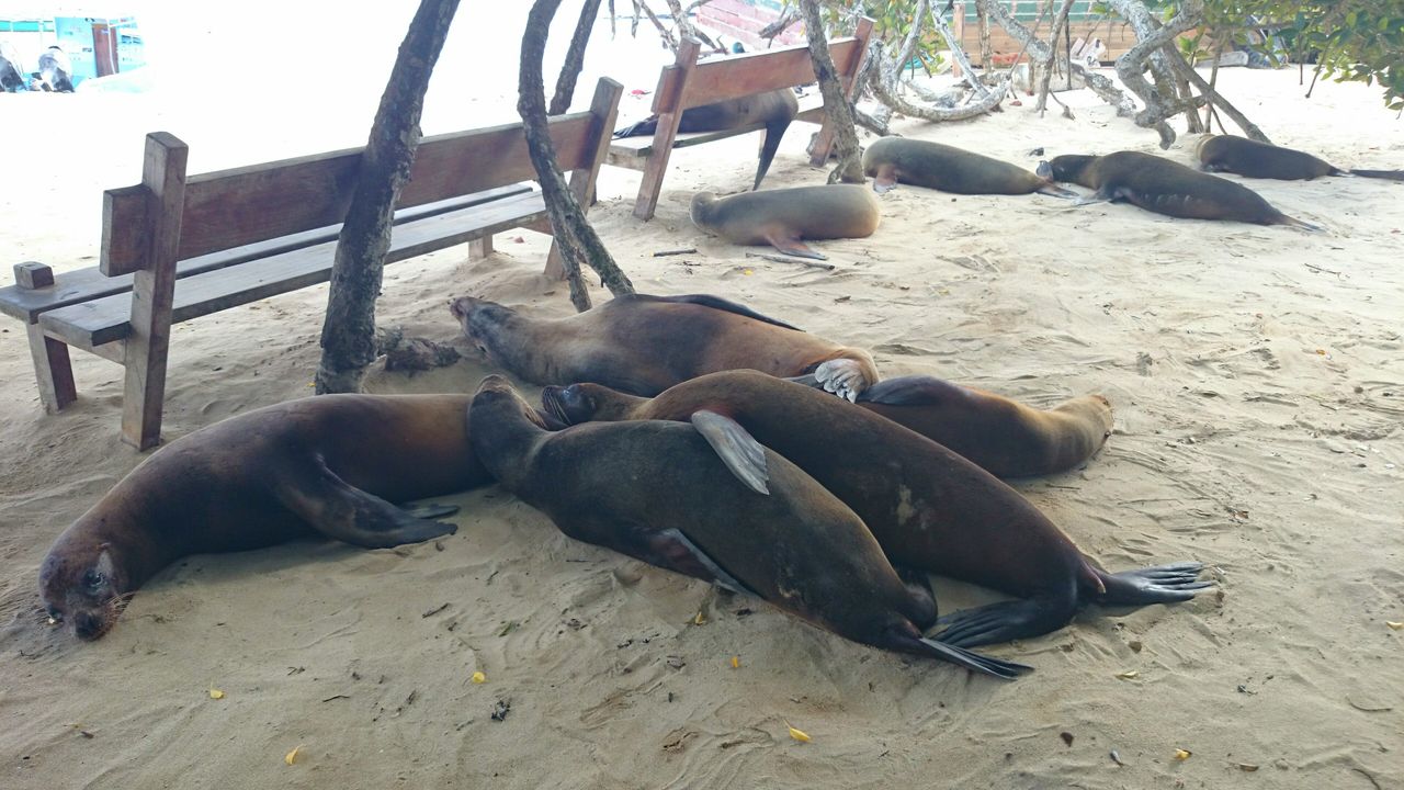 動物の楽園ガラパゴス イザベラ島 Yukan Blog ゆーかん日記 動物の楽園ガラパゴス イザベラ島 Yukan Blog ゆーかん日記