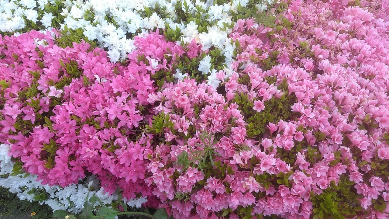 路傍のオオムラサキツツジ 虎狩る 路傍のオオムラサキツツジ 虎狩る