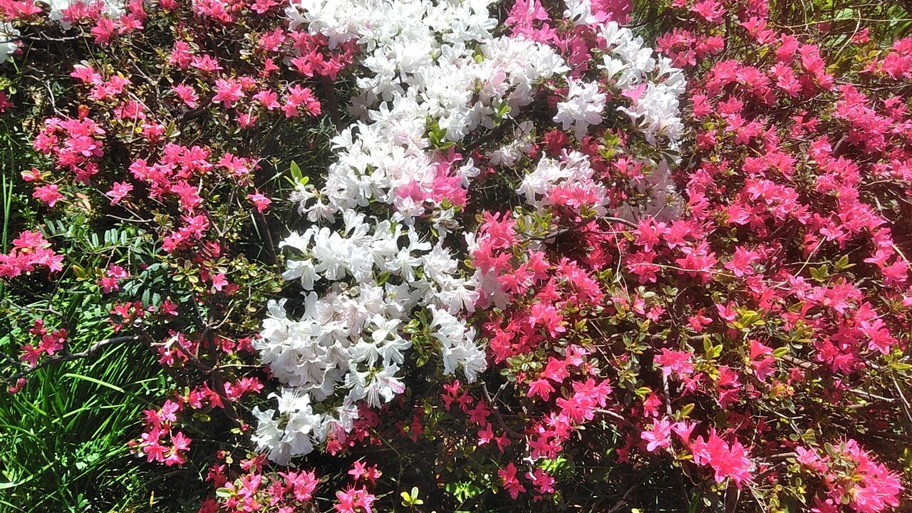 路傍のオオムラサキツツジ 虎狩る 路傍のオオムラサキツツジ 虎狩る