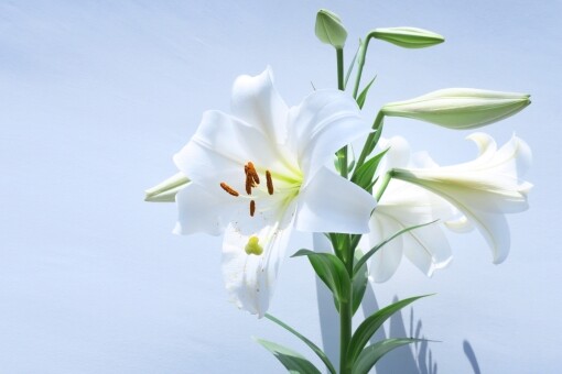 4dfe55742f4ae4111f24f985811759f9_t