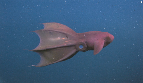 Vampyroteuthis