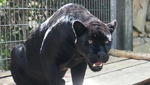 4a607bdfe5b67b1c39c0e5e4d36e2b8c6fe56dcd