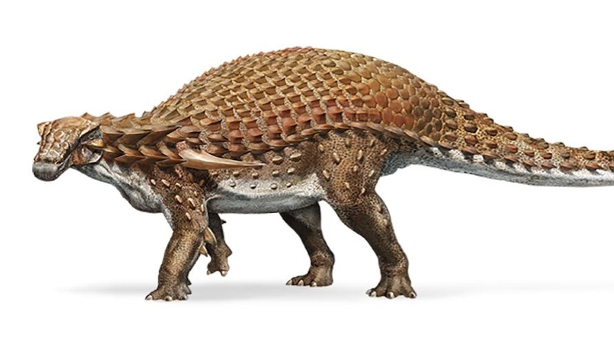化石恐竜超大型ノドサウルス類・エドモントニアの歯