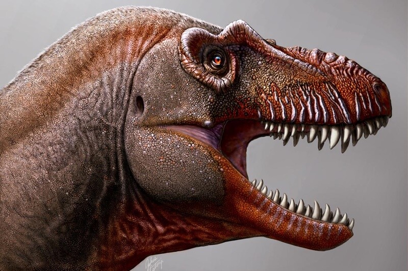 ティラノサウルス類の新種発見 その名も 死神 タナトス ゴジラまとめ情報 ゴジラボ ティラノサウルス類の新種発見 その名も 死神 タナトス ゴジラまとめ情報 ゴジラボ