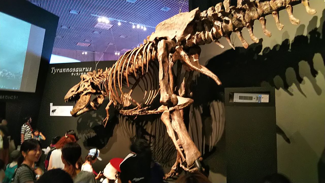 恐竜博２０１９ に行ってきました 超面白かったですヽ ﾉ 病院家庭医を目指して 野望達成への道