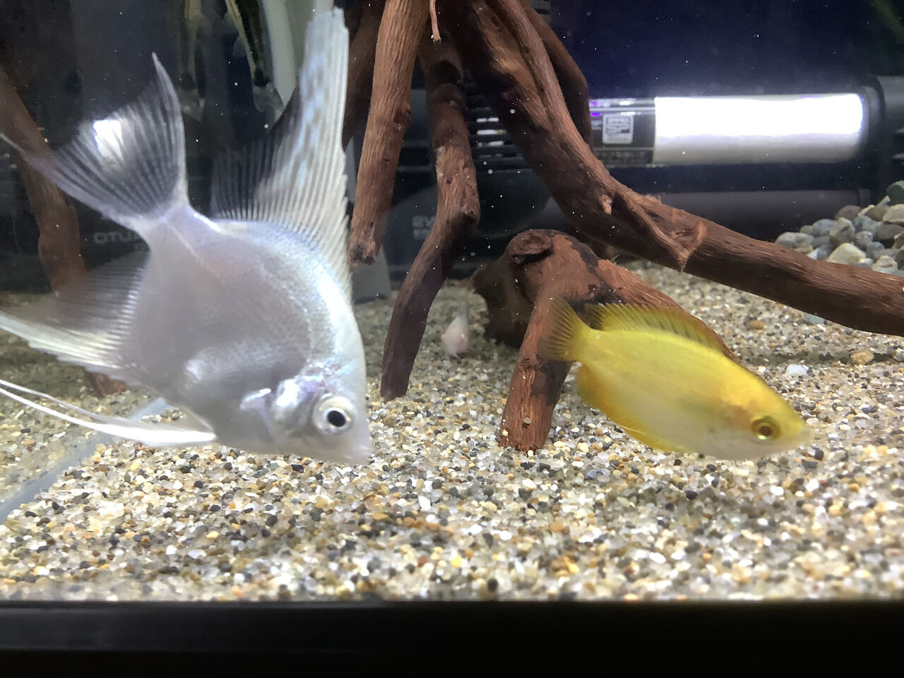 アクアリウム、3ヶ月経ちました。ベタ水槽×2，エビ・グッピー