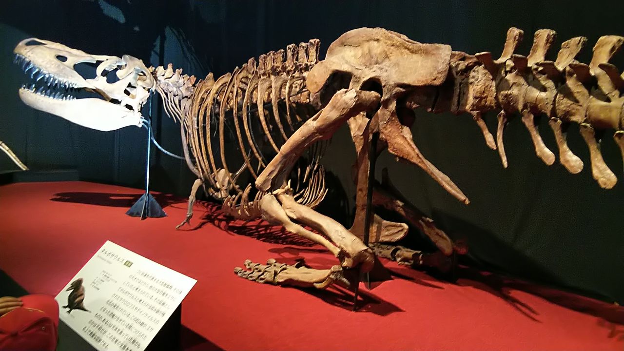 恐竜博２０１９ に行ってきました 超面白かったですヽ ﾉ 病院家庭医を目指して 野望達成への道