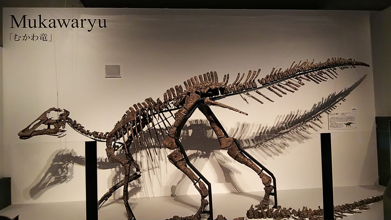 恐竜博２０１９ に行ってきました 超面白かったですヽ ﾉ 病院家庭医を目指して 野望達成への道