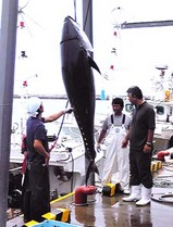 ikan