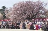 sakura