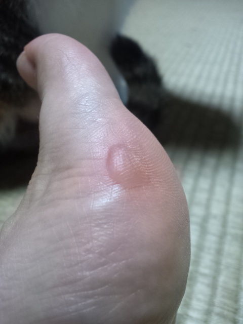 ナゴヤアドベンチャーマラソン2011後記 虫の子