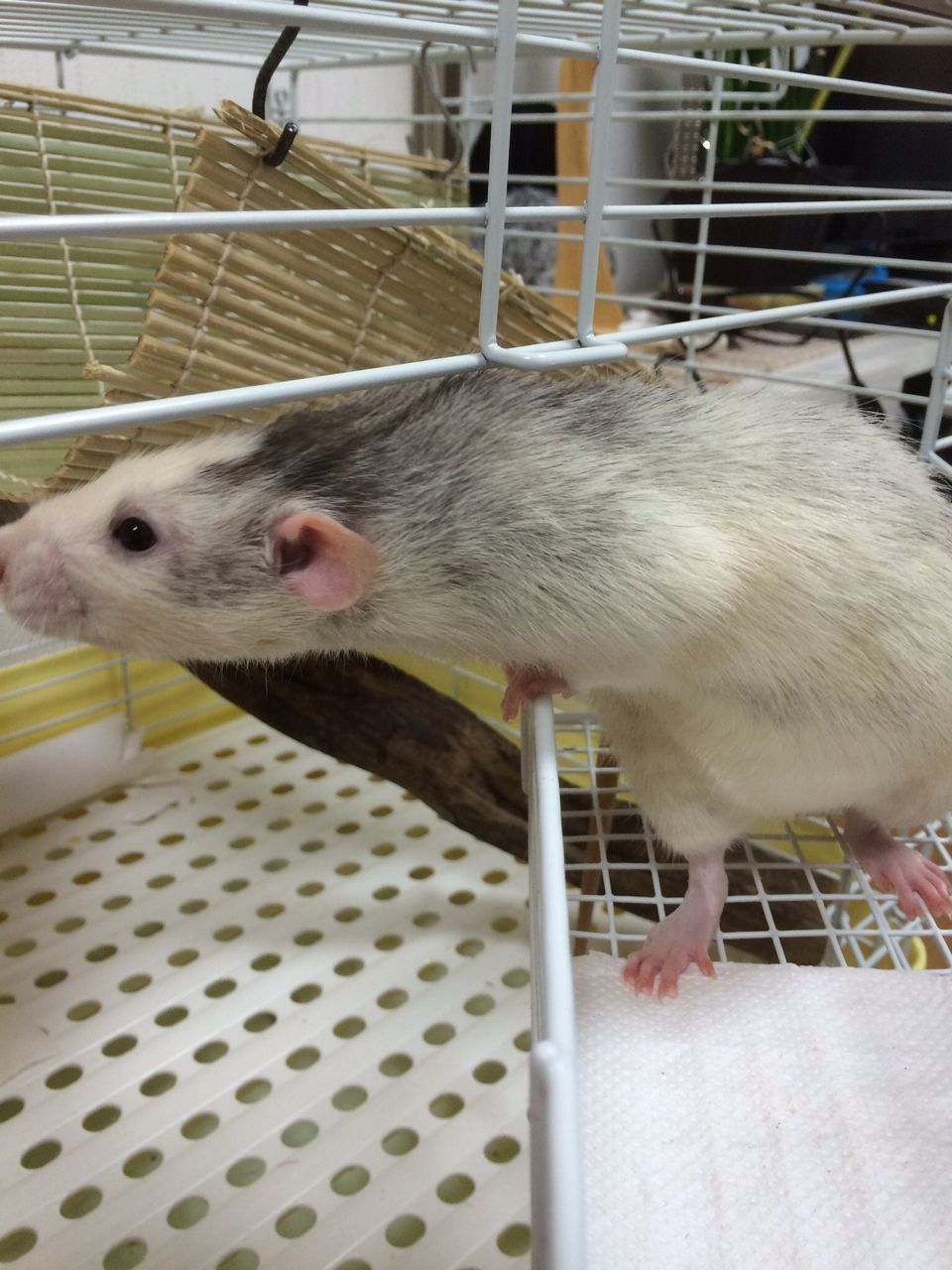 カオナシと一致 ぐらぐらグラーベン