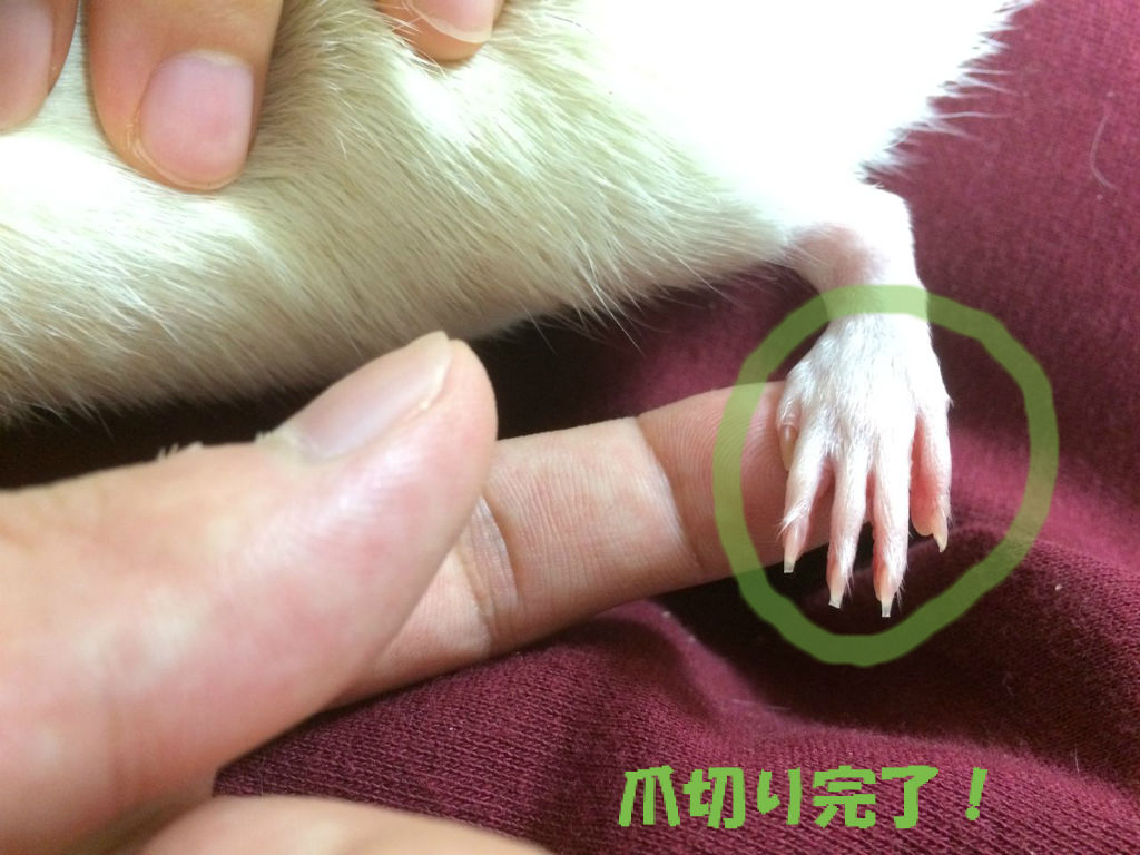 二回目の爪切り ぐらぐらグラーベン 二回目の爪切り ぐらぐらグラーベン