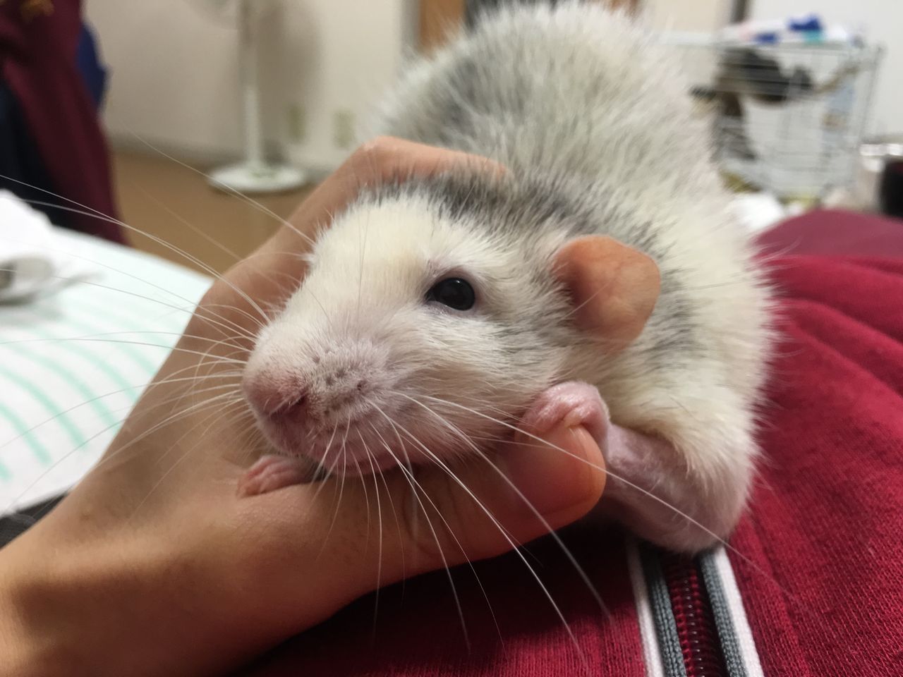 アスパラ ハムスター
