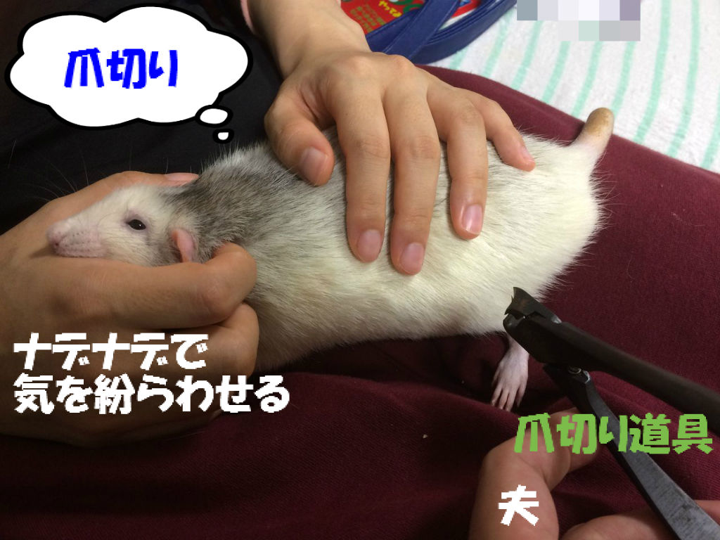 二回目の爪切り ぐらぐらグラーベン 二回目の爪切り ぐらぐらグラーベン