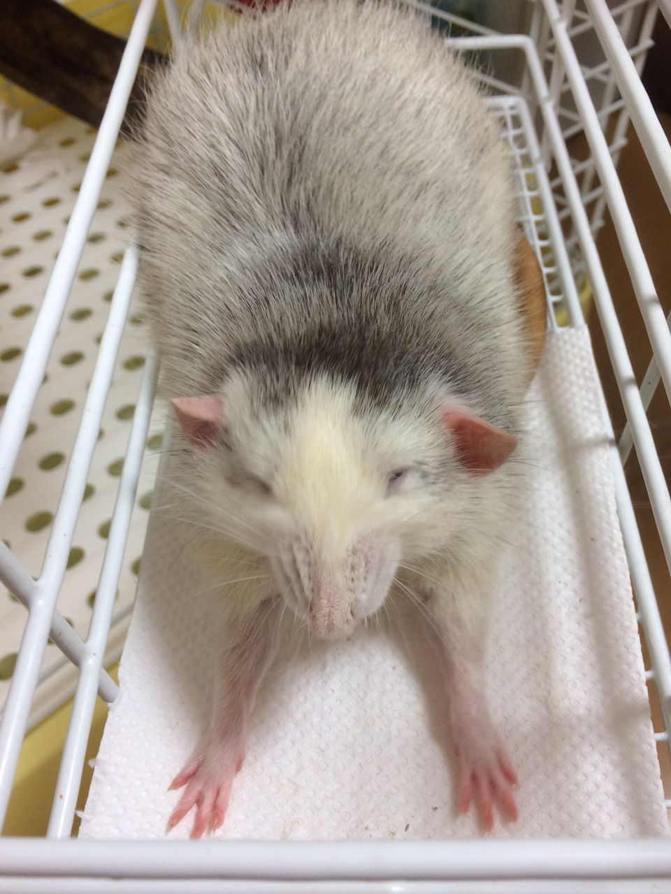 カオナシと一致 ぐらぐらグラーベン