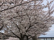 桜の花