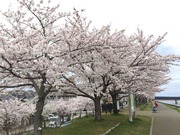 桜並木