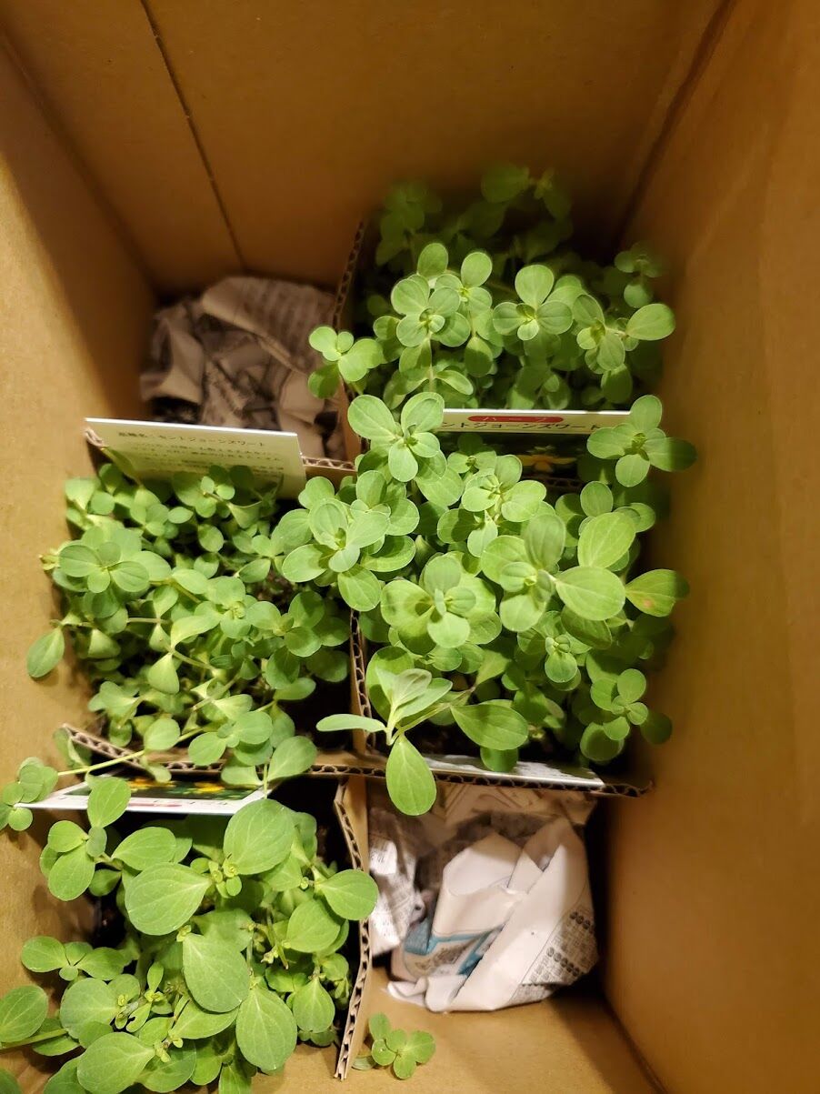 セントジョーンズワートの苗を植えました Grace グレイス のblog セントジョーンズワートの苗を植えました Grace グレイス のblog