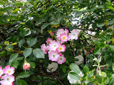 DSC06208