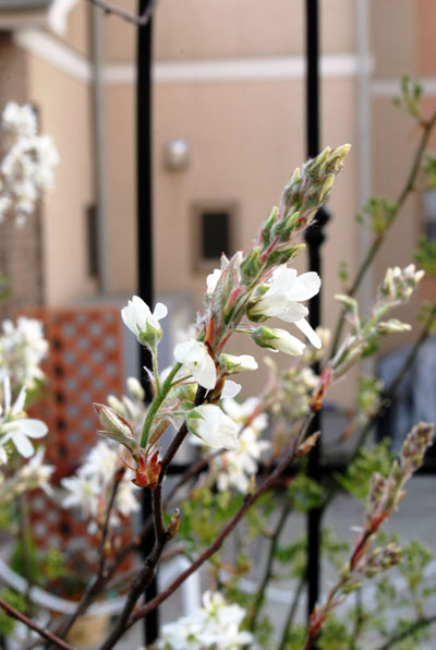 ジューンベリー2