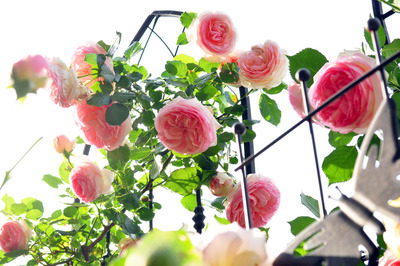 ピエール ドゥ ロンサール