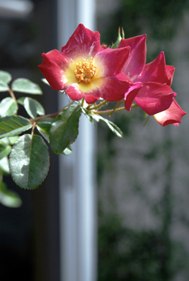 1521b6cf.jpg