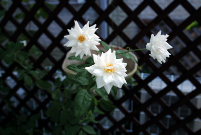 1a08721c.jpg