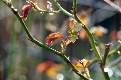 DSC05005