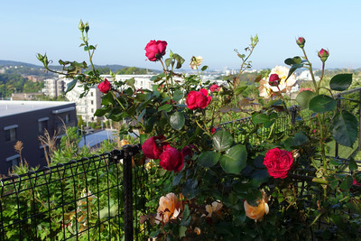 DSC03454
