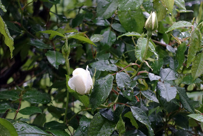 DSC01746