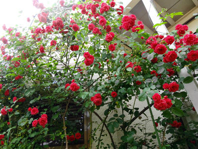 DSC06186