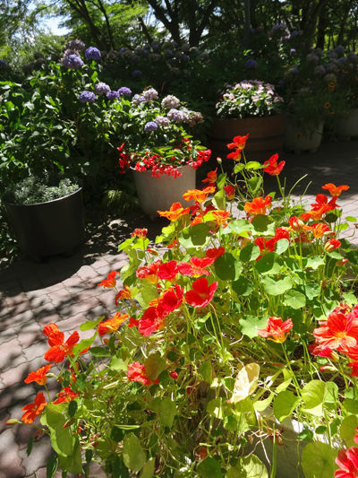 DSC07684